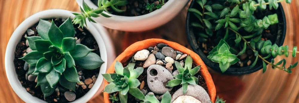 Vier Sukkulenten in Töpfen